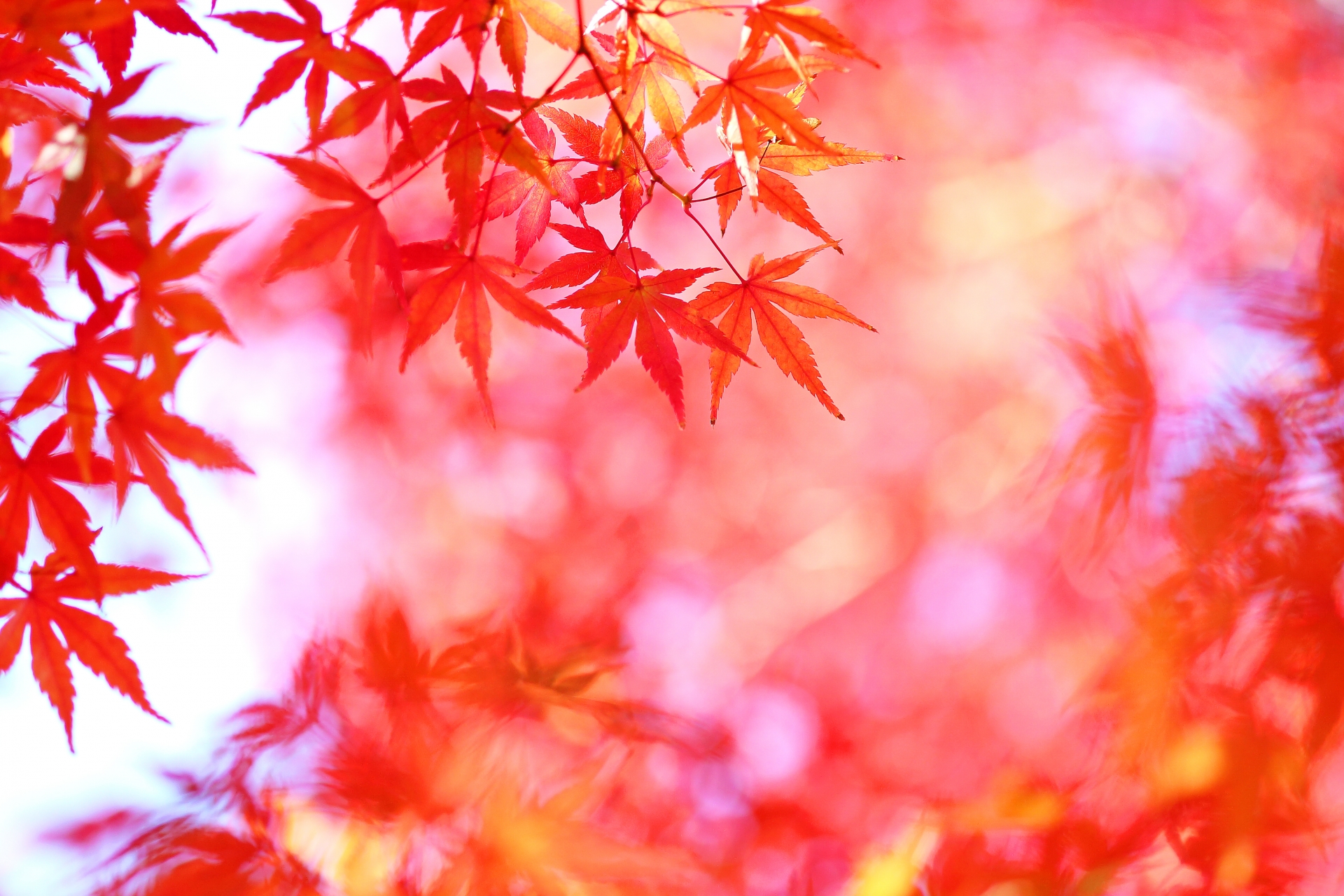 genji_autumn