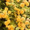 chara-book 15. しなやかに咲き誇る山吹の花